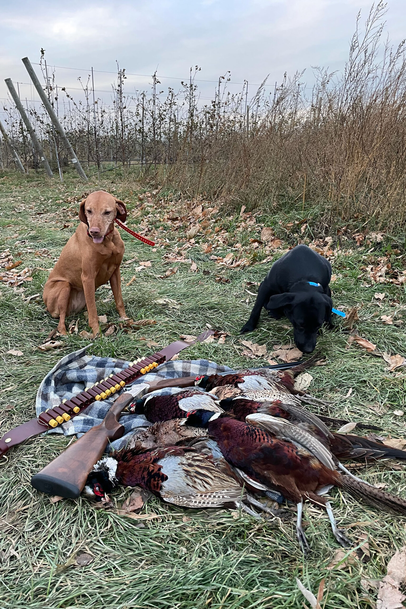 Dogs and their Pheasants at Royal Stag Preserve