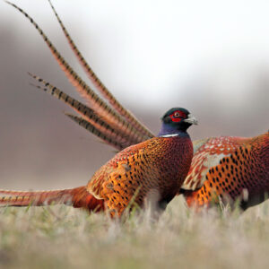 Pheasant Stock at Royal Stag Preserve