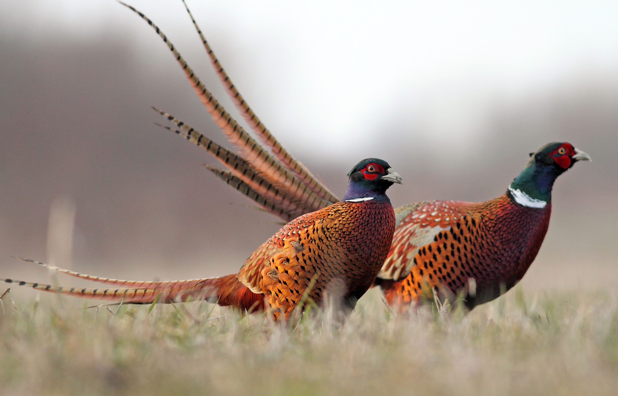 Pheasant Stock at Royal Stag Preserve