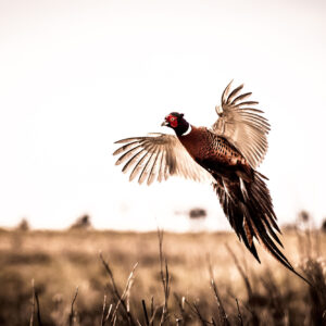 Pheasant Hunt at Royal Stag Preserve