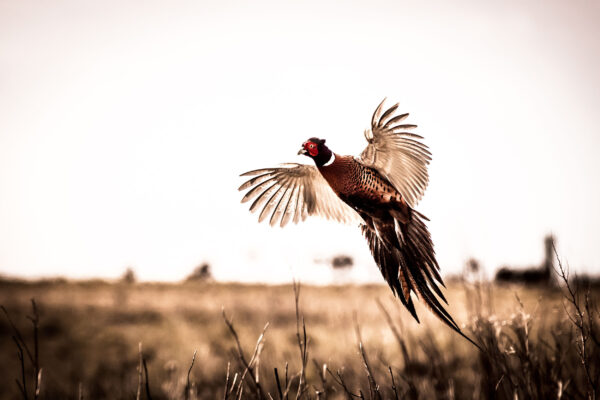 Pheasant Hunt at Royal Stag Preserve