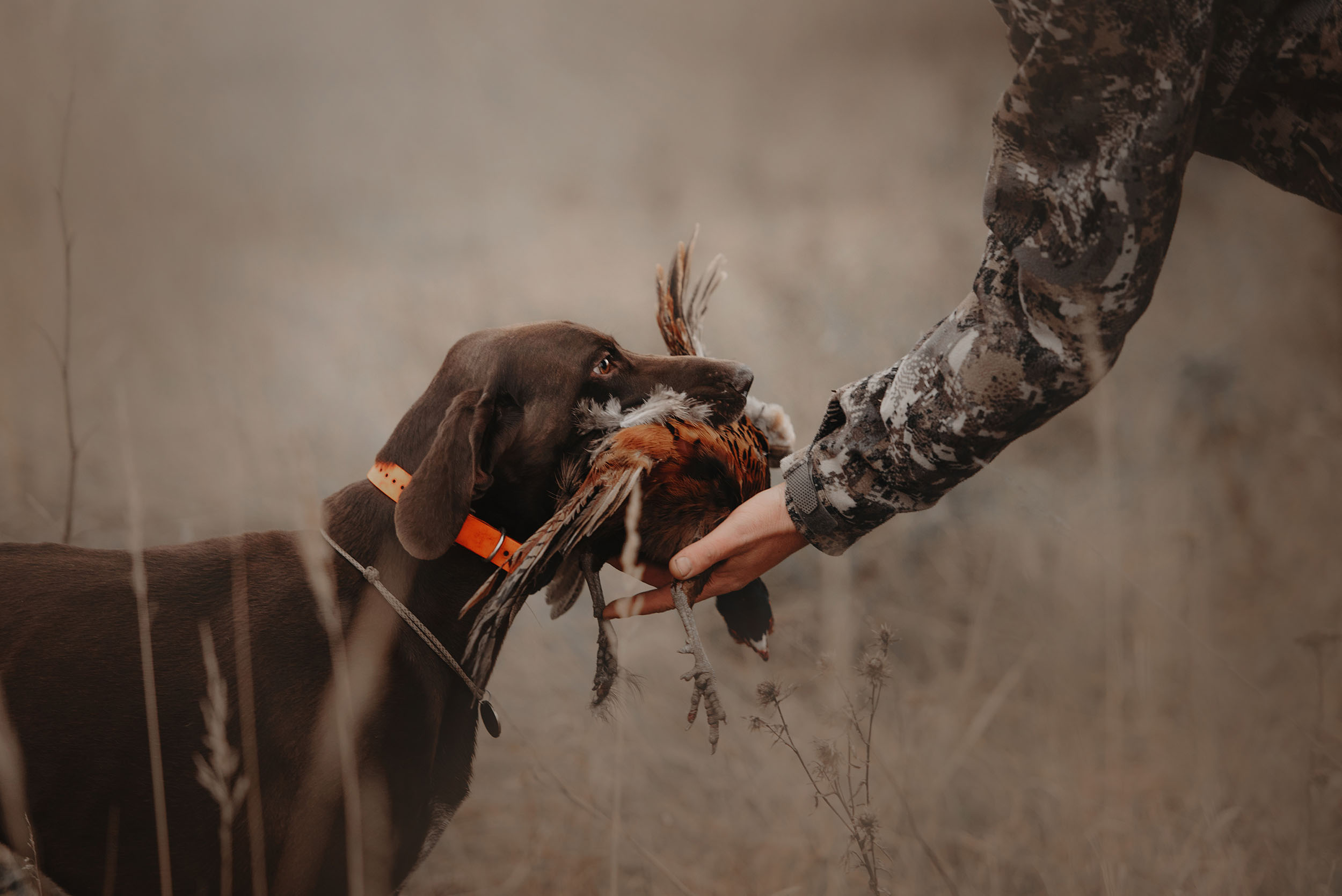 Royal Stag Preserve hunting dog gives pheasant game to owner